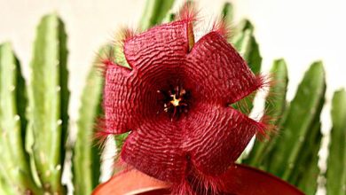 Photo of Stapelia: cura