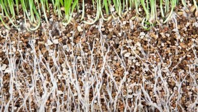 Photo of Vermiculite: cos’è, usi e come prepararla