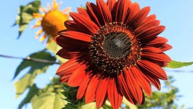 Photo of Tipi di girasoli