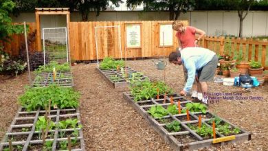 Photo of Come realizzare giardini ecologici, ritorno alla natura