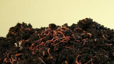 Photo of Tipi di compost