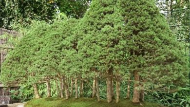 Photo of 19 Tipi di bonsai