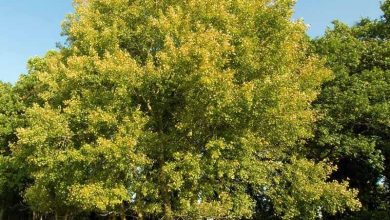 Photo of Coltivazione di pioppo tremulo (Populus tremula).