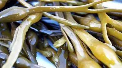 Photo of Come utilizzare l’estratto di alga Ascophyllum nodosum sulle piante