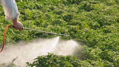 Photo of Concime fogliare: tipologie e chiavi per nutrire le nostre piante