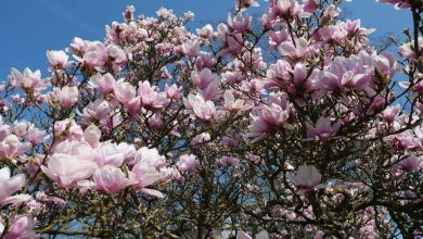Photo of Cura dell’albero di magnolia (Magnolia grandiflora)