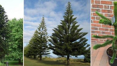 Photo of Araucaria: guida all’identificazione e alla cura di questa conifera