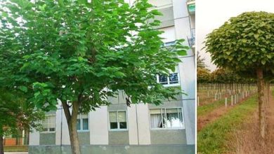 Photo of Guida ai bisogni dell’albero di Catalpa