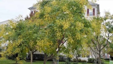 Photo of Caratteristiche dell’albero della sophora (Sophora japonica)