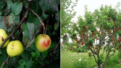 Photo of Caratteristiche e coltivazione del melo selvatico