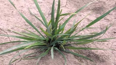 Photo of Festuca arundinacea: erba molto resistente