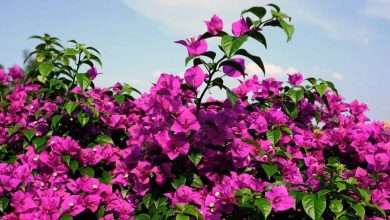 Photo of Bougainvillea: 8 chiavi per prendersene cura con successo