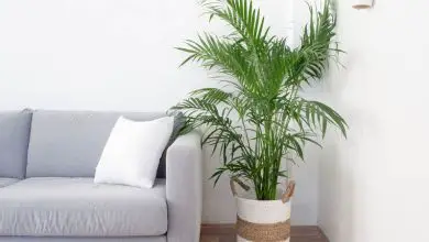 Photo of 8 tipi di palme da interno per la tua casa