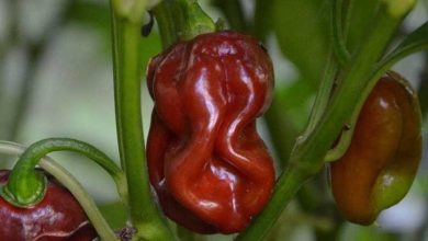 Photo of Guida completa sul peperoncino Naga jolokia