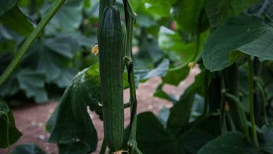 Photo of Cetriolo olandese: il più coltivato in Spagna