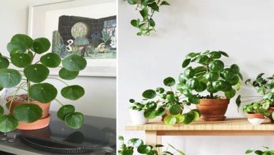 Photo of Come prendersi cura della Pilea peperomioides (pianta monetaria cinese)