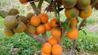 Photo of Guida alla coltivazione di Lulo o naranjilla