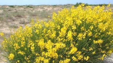 Photo of Ginesta (Spartium junceum): originaria della penisola iberica