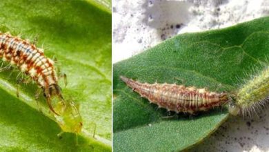 Photo of Lacewing: come combattere gli afidi con il controllo biologico
