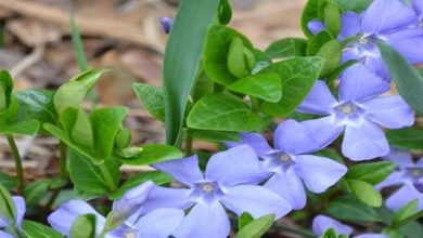 Photo of Vinca minor, la pianta dai 1000 usi