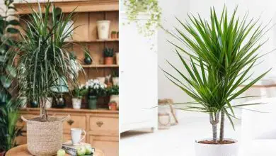 Photo of 5 consigli per prenderti cura della tua Dracaena marginata