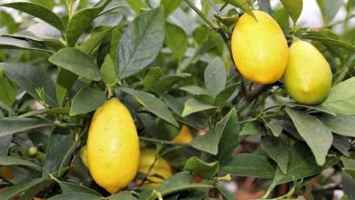 Photo of Limequat, il mix tra lime e kumquat