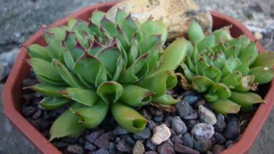 Photo of Guida alla cura di Sempervivum tectorum