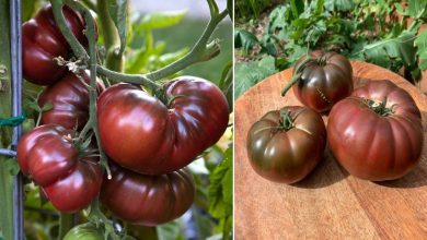 Photo of Caratteristiche del pomodoro nero di Crimea