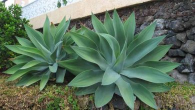 Photo of Agave attenuata: coltivazione e cura