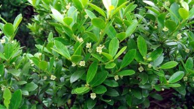 Photo of Ilex Crenata: come coltivare l’agrifoglio giapponese