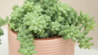 Photo of Coltivazione e cura del Sedum morganianum