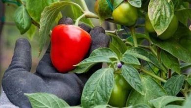 Photo of Come coltivare il peperoncino rocoto in giardino