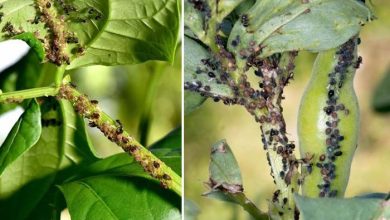 Photo of Afide nero: scopri alcune soluzioni ecologiche