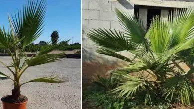 Photo of 8 Consigli per la cura della palma Washingtonia robusta