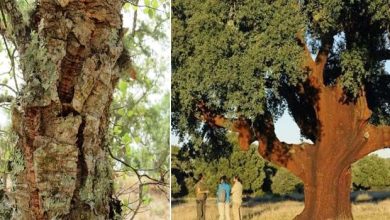 Photo of Come piantare e far germogliare una quercia da sughero