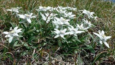 Photo of Stella alpina o fiore di neve: il fiore nazionale dell’Austria