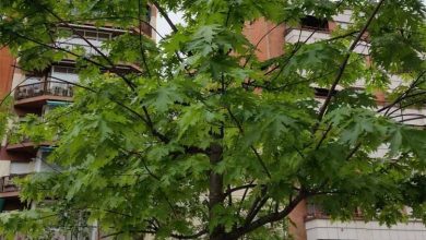 Photo of Guida alla coltivazione dell’Acer saccharinum (acero da zucchero).