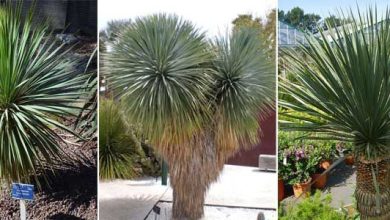 Photo of Yucca rostrata: perfetta per il tuo giardino sostenibile