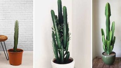 Photo of Come coltivare l’Euphorbia trigona a casa