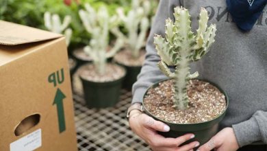 Photo of Euphorbia lactea: come prendersi cura di questa pianta succulenta