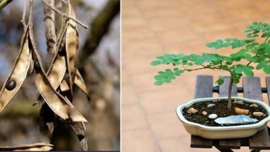 Photo of La spettacolare Robinia pseudoacacia (falsa acacia)