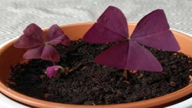 Photo of Come coltivare oxalis triangularis