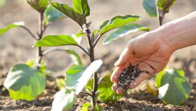 Photo of Concimi agricoli: conosci tutte le opzioni?