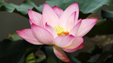 Photo of 9 piante giapponesi per la tua casa e il tuo giardino