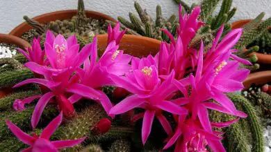 Photo of Cactus di coda di topo: guida alla coltivazione