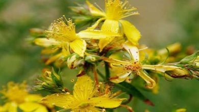 Photo of Guida alla coltivazione dell’erba di San Giovanni (Hypericum perforatum)