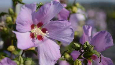 Photo of Hibiscus syriacus (rosa siriana): guida alla coltivazione