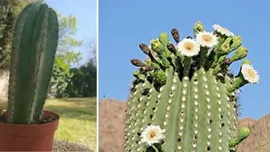 Photo of Caratteristiche del saguaro, il cactus gigante