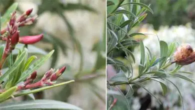 Photo of Coltivazione di oleandri: cerchi una pianta da fiore rustica?