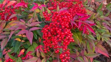 Photo of Prendersi cura del cespuglio Nandina domestica